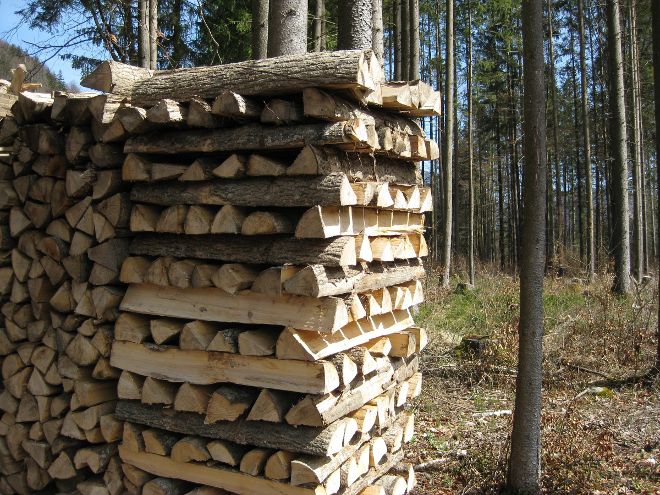 Brennholzstoß im Wald