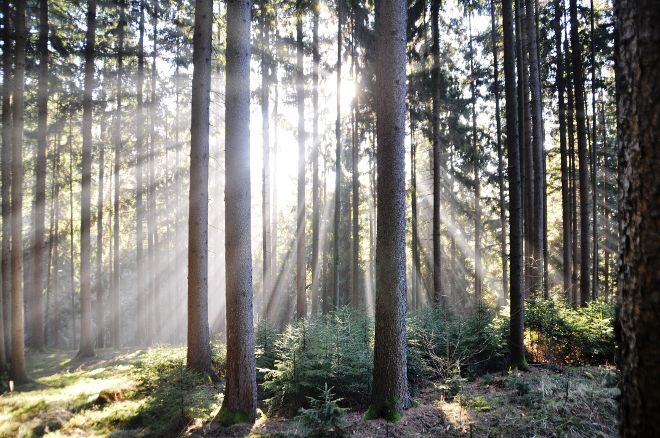 Wald mit Altbestand und Naturverjüngung