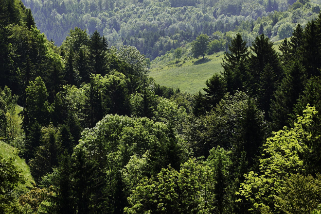 Foreste del Nord Europa e sostenibilità in Sicilia