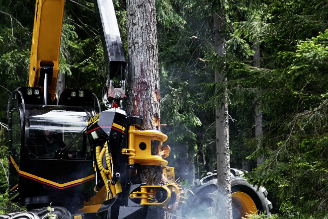 Entrindung eines Baumes mit einer Maschine