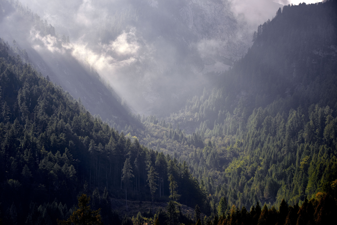 Wald
