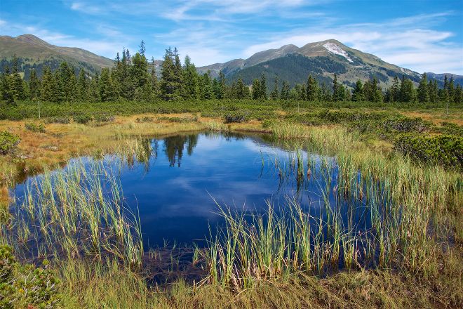 Landschaftsbild mit nassen Pflanzen und Wasser