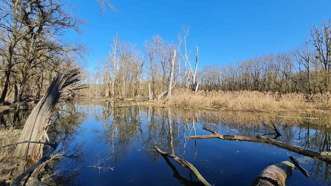 Naturwaldreservat