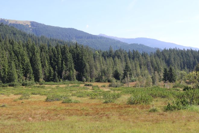 Landschaftsbild im Hintergrund Berge, Waelder und vorne Moos