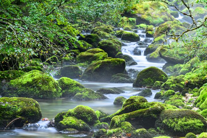 Ein Foto eines kleinen Fluss mit Steinen im Wald. 