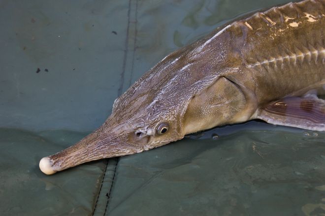 Donaustör